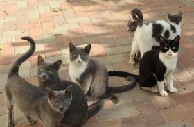 سفاح القطط في قبضة الأمن 