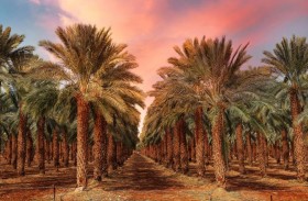 مليون سوداني يعيشون على زراعة النخيل