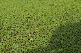النبتة الأفريقية.. يُحقّق قفزةً نوعيةً في سوريا