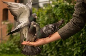 اعتقال امرأة أطعمت الحمام