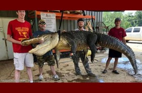 مفاجأة في بطن تمساح عملاق