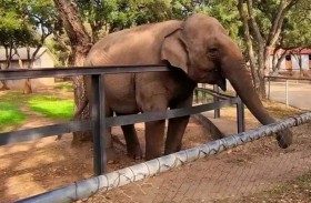  نفوق الفيلة «ميرة» يشعل الغضب 