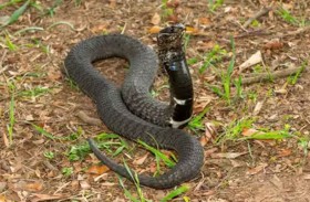 لغز محير.. نوع جديد من الأفاعي تحاكي عدة فصائل معًا