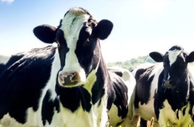 أغلى من الذهب.. لماذا يتهافت العالم على حصوات مرارة الأبقار؟