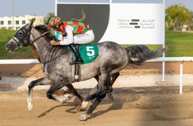 127 خيلا تتنافس في السباق الـ 13 على مضمار العين للفروسية