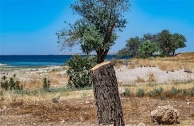 قطع الأشجار يهدّد مساحات واسعة في سوريا