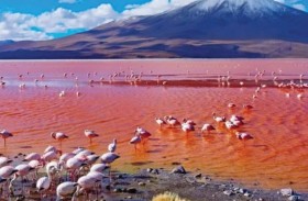 بحيرة الموت .. تتحول الكائنات الحية على ضفافها إلى حجر