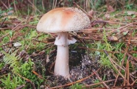 هذه الأعراض تدل على تناول فطر سام