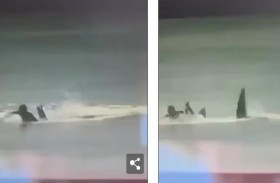 أستراليا تحقق في تسريب فيديو لهجوم قرش 