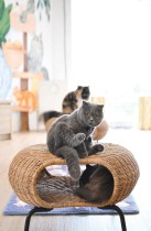 القطط تستريح في نادي Rocky>s Cat عشية اليوم العالمي للقطط، بالقرب من كوالالمبور - ا ف ب