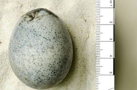أول بيضة سليمة في العالم عمرها 1700 عام