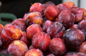 البرقوق .. فاكهة لذيذة تحافظ على صحة الأمعاء