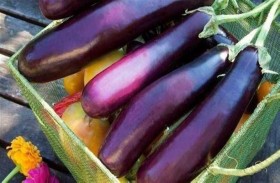 الباذنجان.. تعرف على فوائد الثمرة الأرجوانية