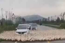 ظاهرة غريبة.. بط يسير في شكل دائري