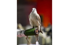 3 أشواط للصيد بالصقور  في «ألعاب الماسترز» بأبوظبي