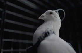 علماء روس يحوّلون الحمام إلى طائرات بيولوجية