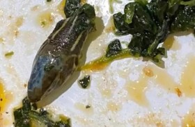 رأس أفعى في وجبة مضيفة طيران