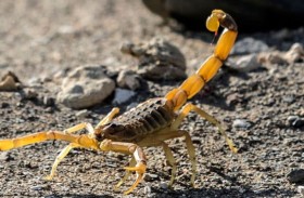 عقرب يقتل طفلة 