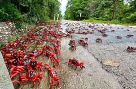 غزو السلطعون.. ماذا يحدث في هذه الجزيرة؟