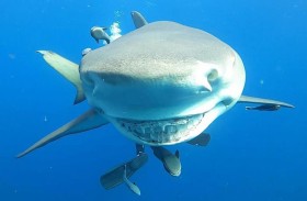 زعنفة قرش مزيفة تثير رعب الطلاب 