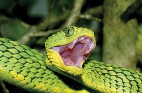 لماذا تظل بعض الثعابين سامة حتى بعد قطع رؤوسها؟