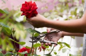 كيف تعتني بالأزهار البرية بعد قطفها؟