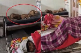 كلاب ضالة تشارك المرضى بمستشفى 