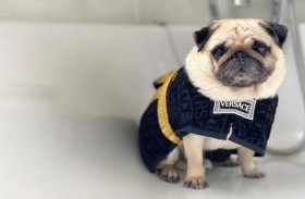 الكلب الأكثر شهرة في العالم