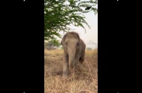 فيلة تستعيد حركتها بعد شلل كامل 