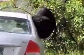 دب يقفز من داخل سيارة ويجبر سيدة على الفرار