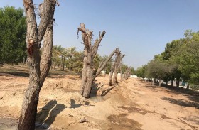 تعاون بين بيئة أبوظبي والاتحاد للقطارات لتطبيق أعلى معايير الاستدامة 