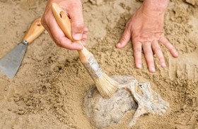 اكتشاف أقدم أحفورة زاحف قشري يعود إلى ما قبل الديناصورات