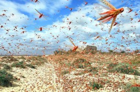 غزوات جراد مدمرة  