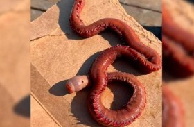 دودة دموية ضخمة تثير الرعب في كاليفورنيا