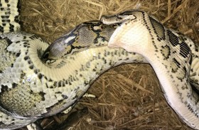 ثعبان ضخم يبتلع آخر بالكامل