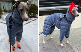 الكلب المدلل يغزو المنصات بـ«حذائه الثلجي»