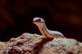 حديقة حيوانات تُغلق أحد أقسامها عقب فرار ثعبان 