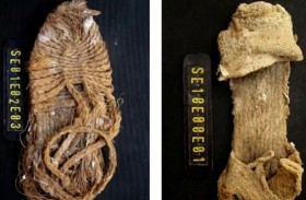 عمره 675 عامًا.. اكتشاف حذاء أثري داخل عش نسر 