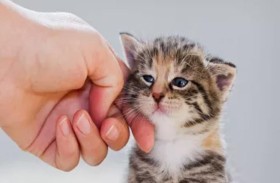 يحتجز جثة قطة رهينة لتحصيل تكاليف علاجها