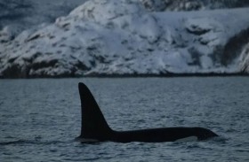 مادة سامة بورق التواليت تهدد حيتان الأوركا