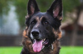  كلب جو بايدن يتمرد على بروتوكول البيت الأبيض...!