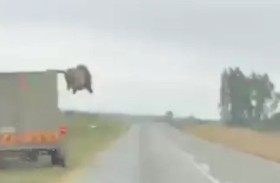 أسد يقفز من شاحنة على طريق سريع 