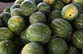 يتلف شحنة بطيخ لغياب المشترين 
