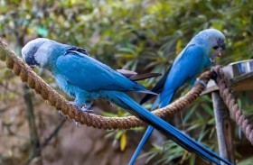 ولادة أندر ببغاء في العالم