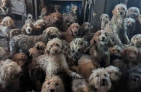 إنقاذ 250 كلبا من جحيم منزل 