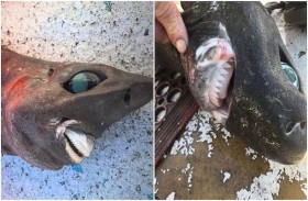 قرش مرعب.. عيون منتفخة وابتسامة غريبة
