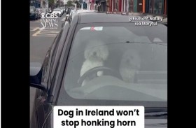 كلبان يستخدمان بوق  السيارة لجذب الانتباه