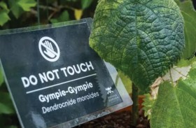 الخطر الأخضر.. نبتة سامة تدفع من يلمسها للانتحار