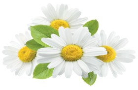 البابونج 