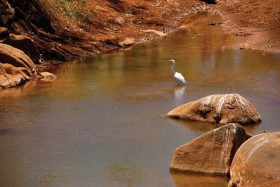 صورة لطائر يستمتع بالأجواء المشمسة عند نهر آشبورتون في منطقة بيلبارا بغرب أستراليا.  (رويترز)